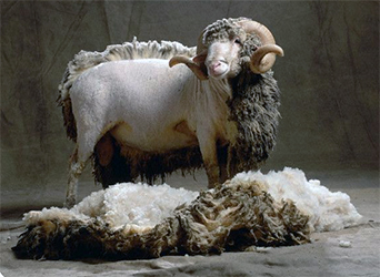 Merino Wool: The Sustainable Champion of the Fashion Industry